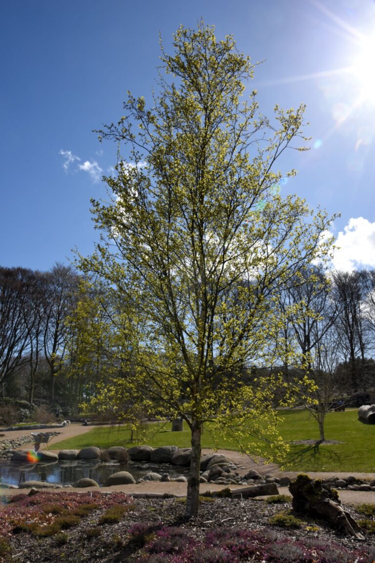 Betula platyphylla var. szechuanica – Birk i udspring i Birkelunden
