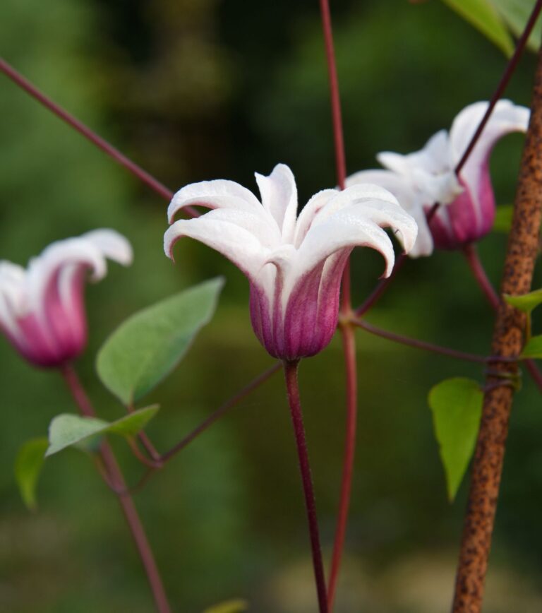 Clematis texensis ‘Princess Kate’ – Klematis