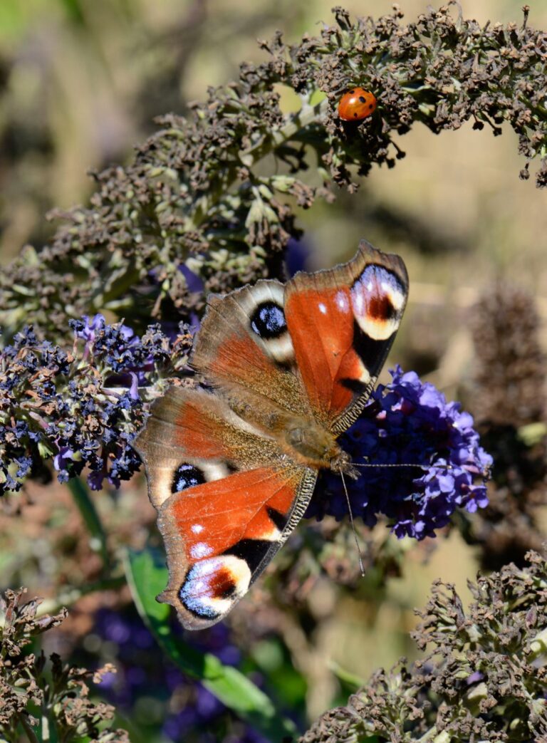 Dagpåfugleøje – Aglais io