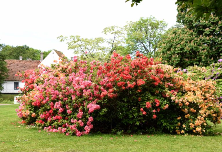 Farveorgie i Parken