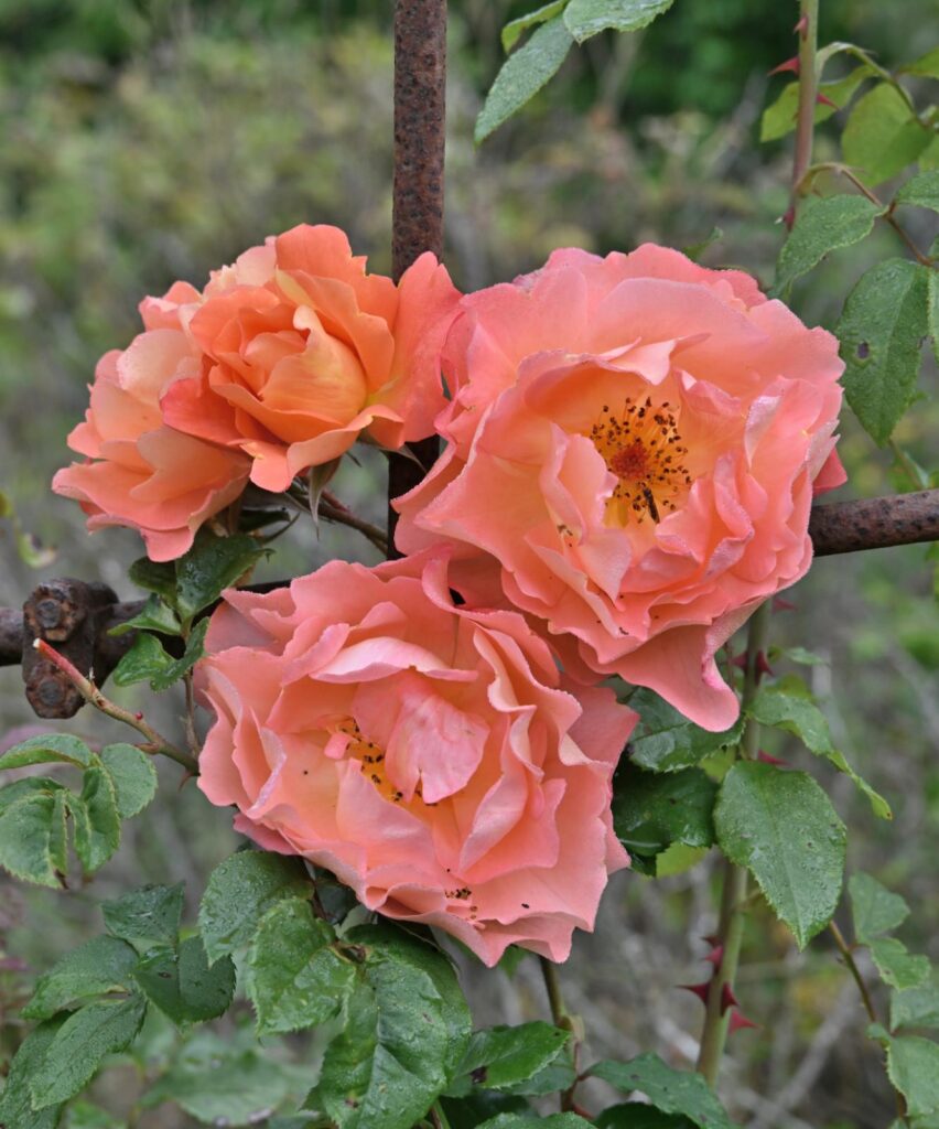 Orange roser af sorten Westerland i fuldt flor