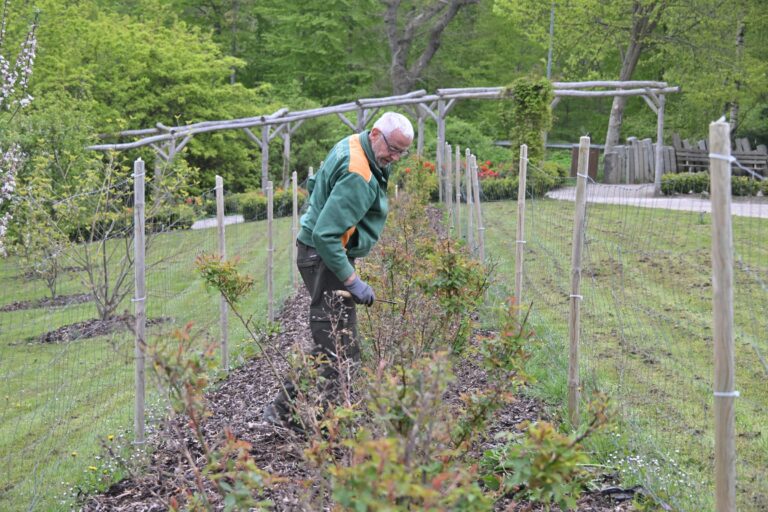 Frivillig arbejder inde i hegnet ved rosen Kew Gardens