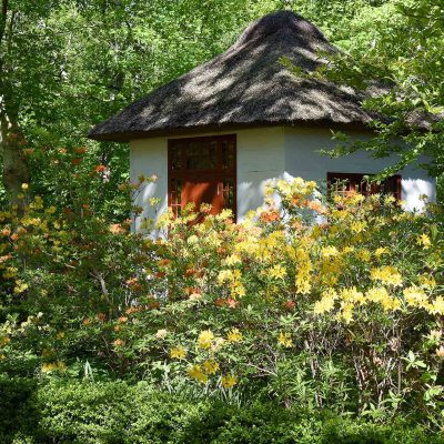 The-huset indrammet af bl.a. Rhododendron luteum - Guld-Azalea